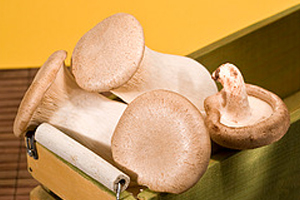 King Oyster mushroom