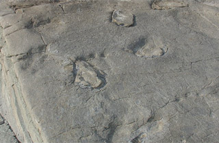 천연기념물 사천 아두섬 공룡화석산지