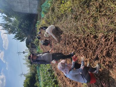 사천시농업기술센터는 10월 17일부터 11월 18일까지 하반기 일손돕기 중점 추진기간으로 정하고, ‘힌남노’ 등 태풍과 코로나19로 피해를 입은 지역농가에 인력을 지원할 계획이다.
