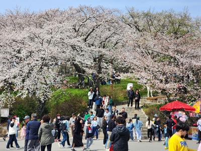 제5회 선진리성 벚꽃축제 성료