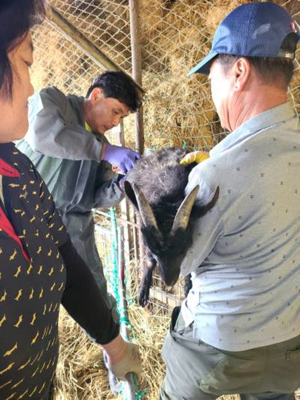 사천시는 10월 1일부터 6주간 소와 염소 등을 사육하는 670호, 1만9804두를 대상으로 2022년 하반기 구제역 예방백신 일제접종을 실시할 예정이다.
